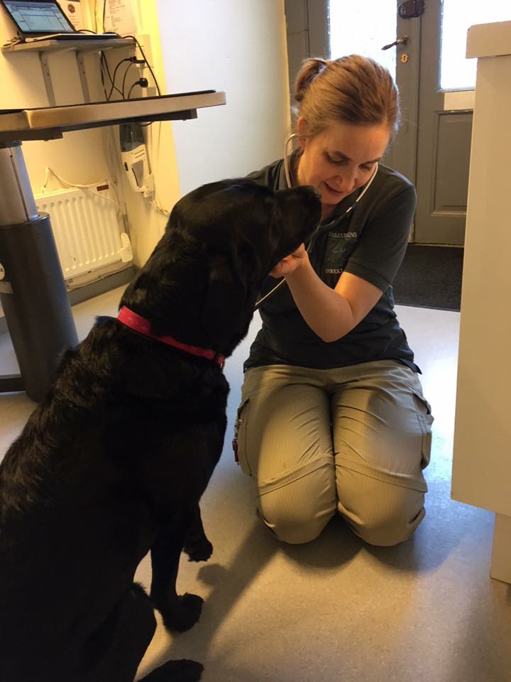 Hugo var angst for dyrlægebesøg og kunne ikke undersøges på bordet. Derfor blev undersøgelsen foretaget på gulvet med fokus på hans signaler undervejs. Efter et par besøg med indlagte pauser og gradvis tilvænning kunne undersøgelsesbordet tages i brug.