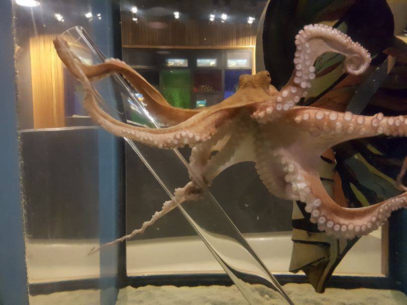 Almindelig ottearmet blæksprutte findes naturligt verden over – og er også en mulig sommergæst i selv danske farvande. Foto: Melanie Brauckhoff