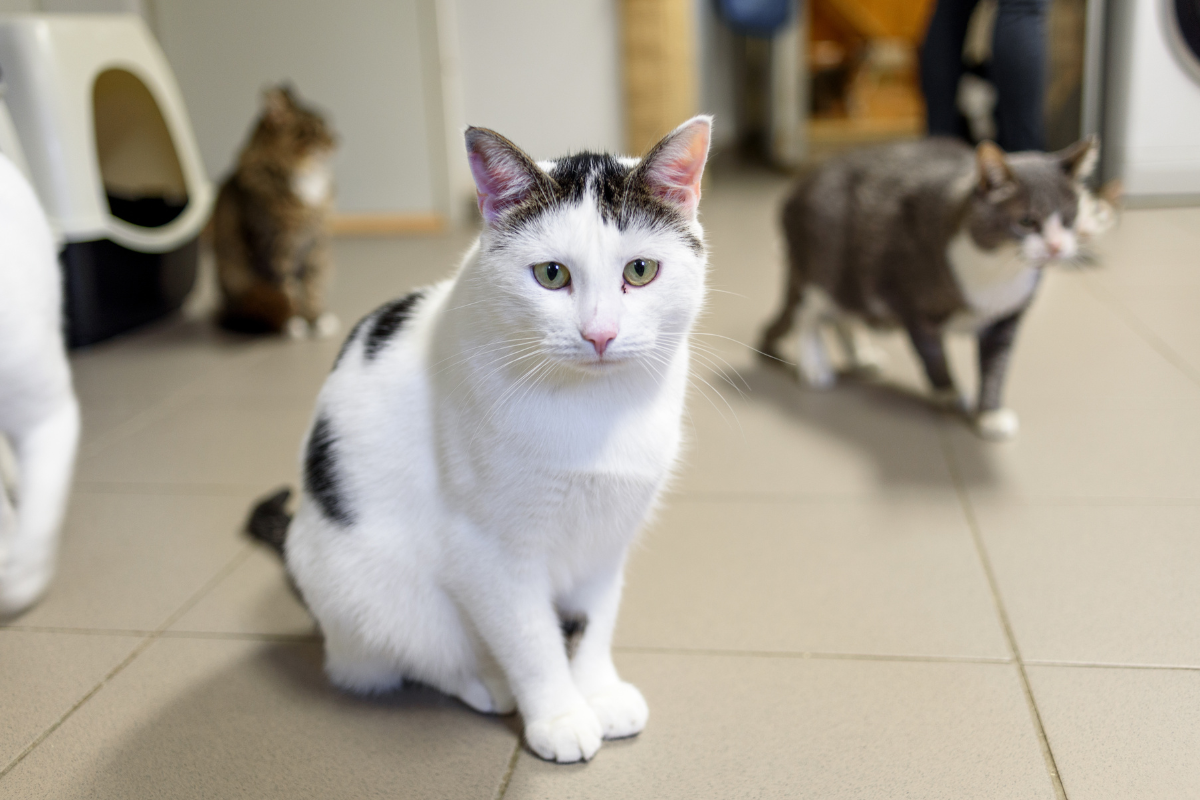 Fordomme om internater og dyr fra internater