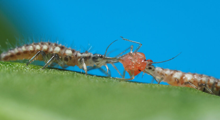 Chrysopa carnea larva, guldøjelarver, anvendes til primært til bekæmpelse af etablerede angreb af bladlus. Foto: Biobest.