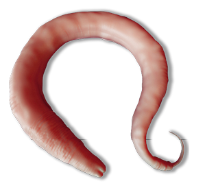 Rundormen C. elegans.