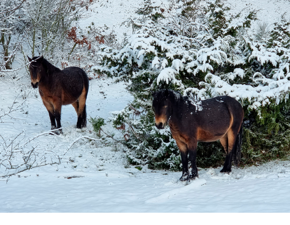To heste fra Molslaboratoriet. Foto Molslab.