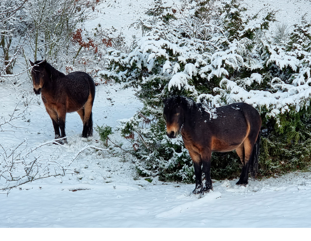 To heste fra Molslaboratoriet. Foto Molslab.