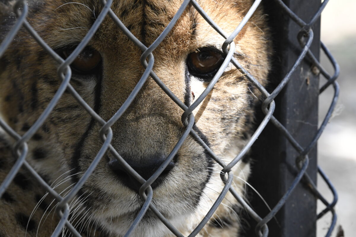 Ud over at hjælpe vilde dyr i nød arbejder Moholoholo Wildlife Rehabilitation Centre for at udbrede kendskabet til deres arbejde – til såvel udlændinge som lokalbefolkningen – og de underviser omkring 1.000 skolebørn og voksne besøgende om måneden.
