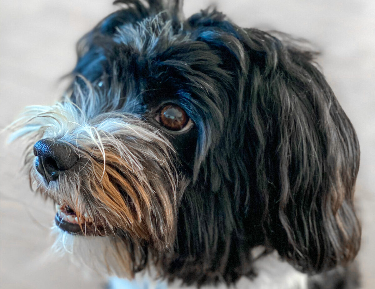 Nytårsangst hos hunde - hvordan gør vi bedst?