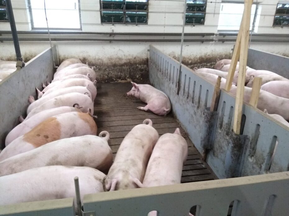 Dyrevelfærd i svineproduktion