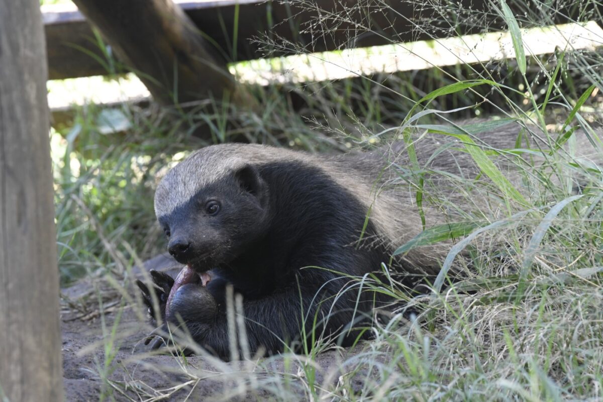 Honning-grævlingen Stoffel er – med sine utallige, kreative flugtforsøg – blevet et ikon for Moholoholo Wildlife Rehabilitation Centre.