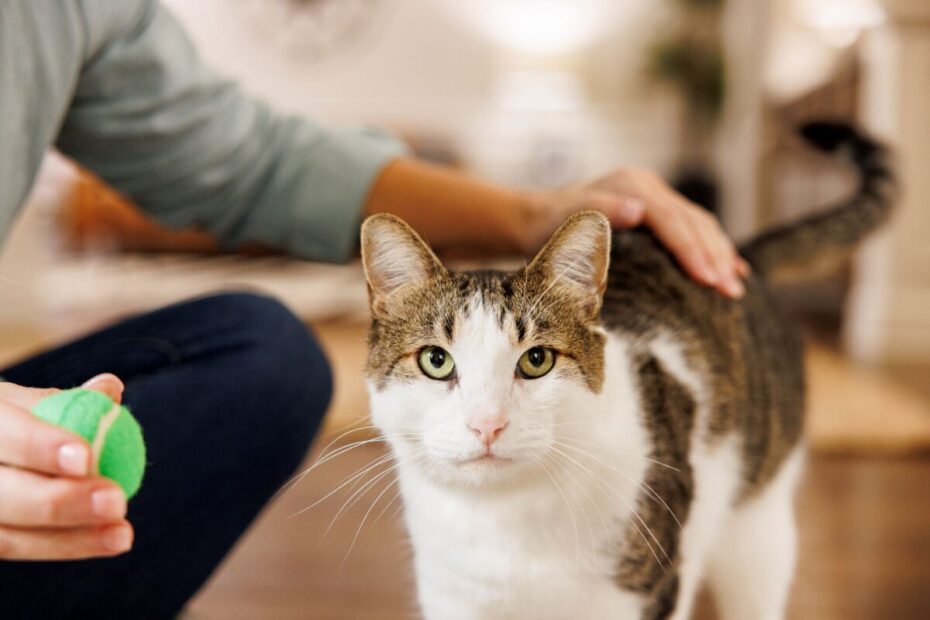 Billede af kat ifm. pressemeddelelse om verdens første, flydende, orale behandling af diabetes hos katte er godkendt