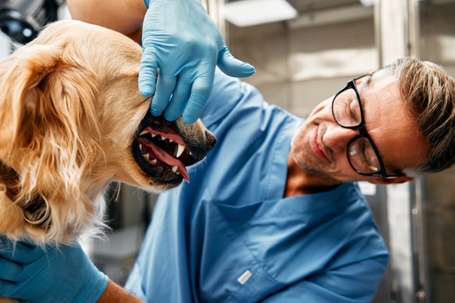 Dyrlæge undersøger hunds tænder.