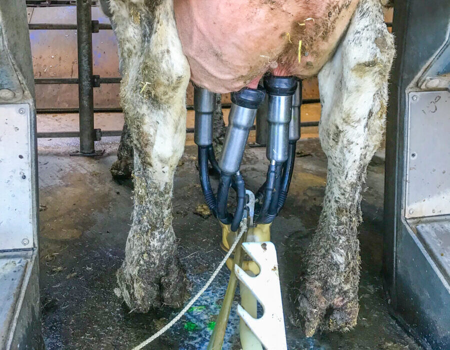 Yverets placering og patternes størrelse kan have betydning for koens risiko for infektion.