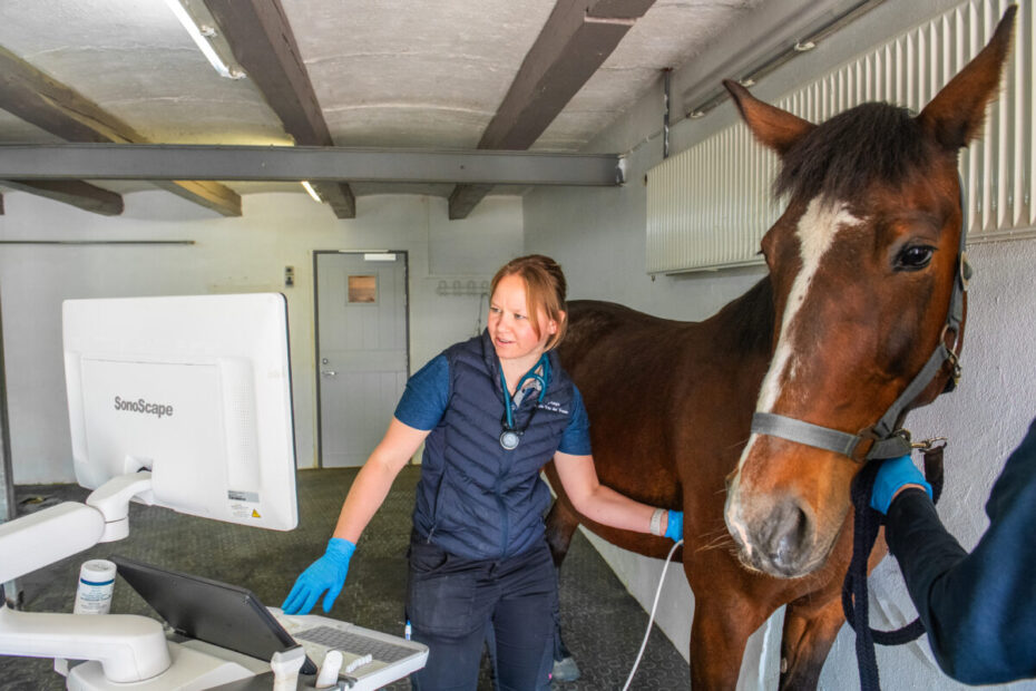 For Højgård Hestehospital er det en vigtig prioritet at tiltrække dyrlæger som Nicole Van der Vossen, der har ekspertise på internationalt topniveau.