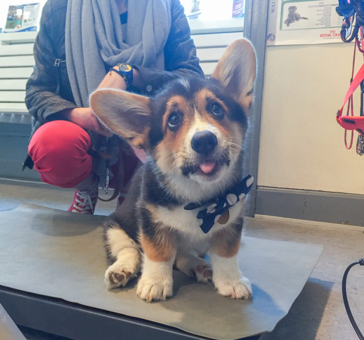 Observer, spørg og noter: Gimli på sit første besøg hos dyrlægen. Hans reaktioner noteres i journalen. Hvis der er tegn på tøven med at gå på vægten, kan der f.eks. spørges ind til, hvordan han generelt håndterer nye situationer uden for klinikken.