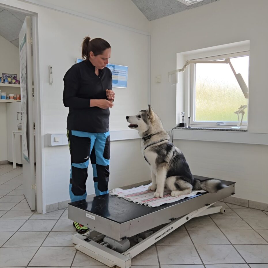 Havdrup Dyreklinik har indført klinikmiljøtræning, hvor Kristina låner klinikkens arealer og gradvist introducerer bange eller ængstelige dyr til klinikmiljøet.