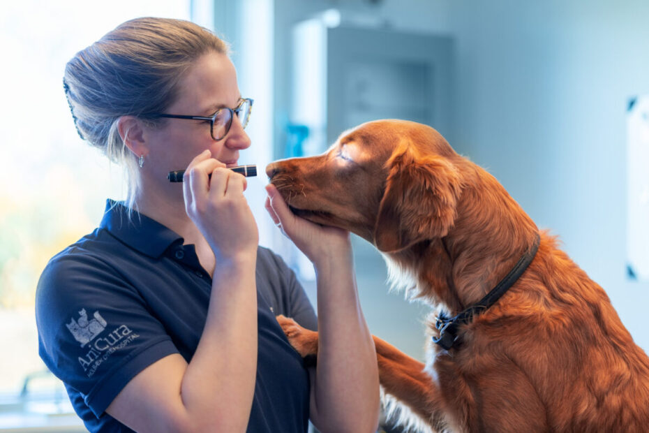 »Veterinær neurologi er et håndværk, hvor man bruger sine hænder og viden om nervesystemet til at lave en neurologisk undersøgelse og finde ud af, hvor problemet er lokaliseret. Det er som detektivarbejde og er utroligt spændende,« siger Maja Allpass. Foto: Ditte Lykke.