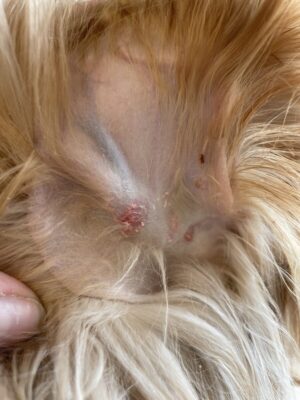 Alopeci og læsioner på konveks side af pinnae basis efter behandling med Recicort. Biopsier vistecalcinosis cutis.