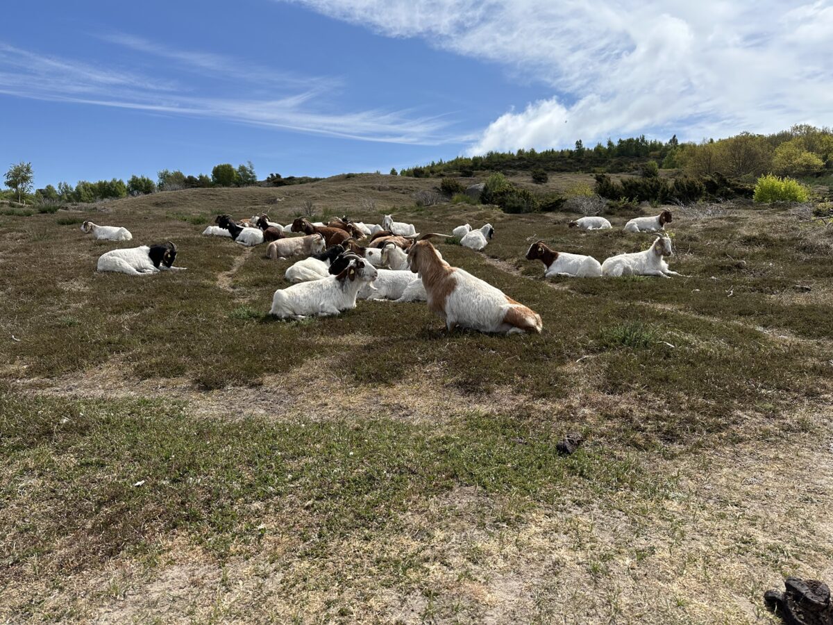 Efter dommen i sagen om kvæget i Mols er efterspørgslen efter veterinær bistand til naturplejeprojekter øget, fortæller Henrik Hagbard.