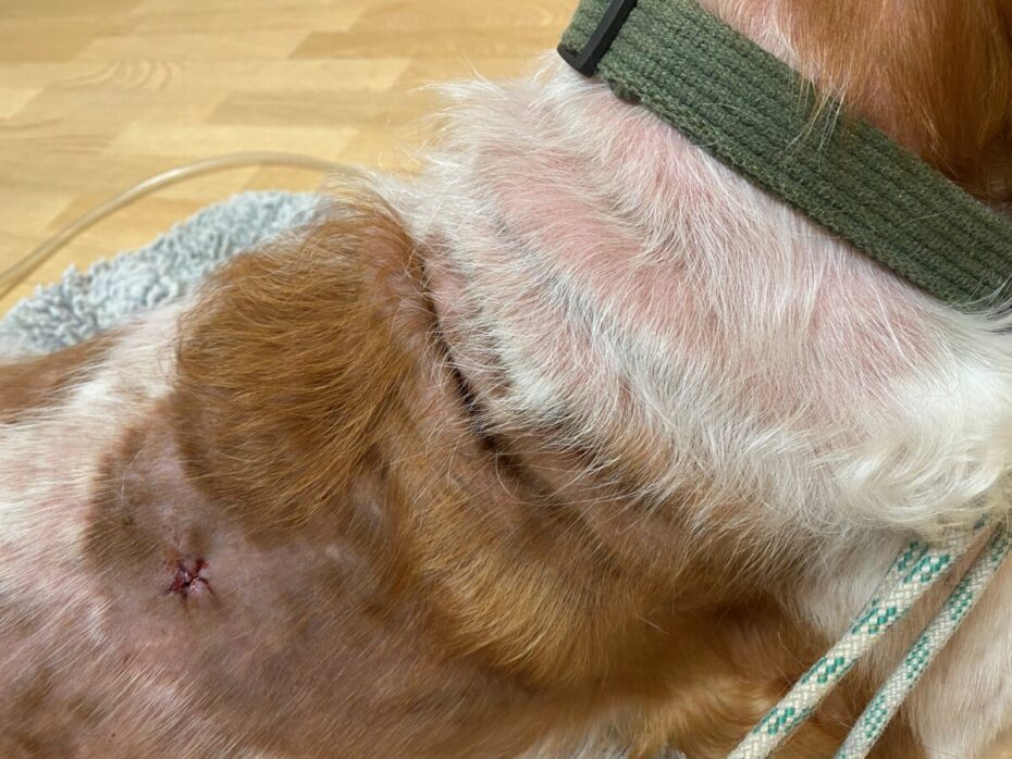 Figur 4. Laika, Welsh springer spaniel, fire et halvt år da hun kom til os med problemet (SA). Generaliseretpelstab, skæl og kløe.