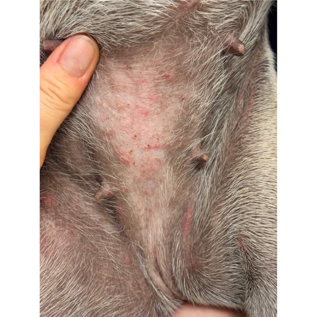 Figur 7. Overfladisk pyodermi hos unghund, hvor der ses papler og ertyhem.