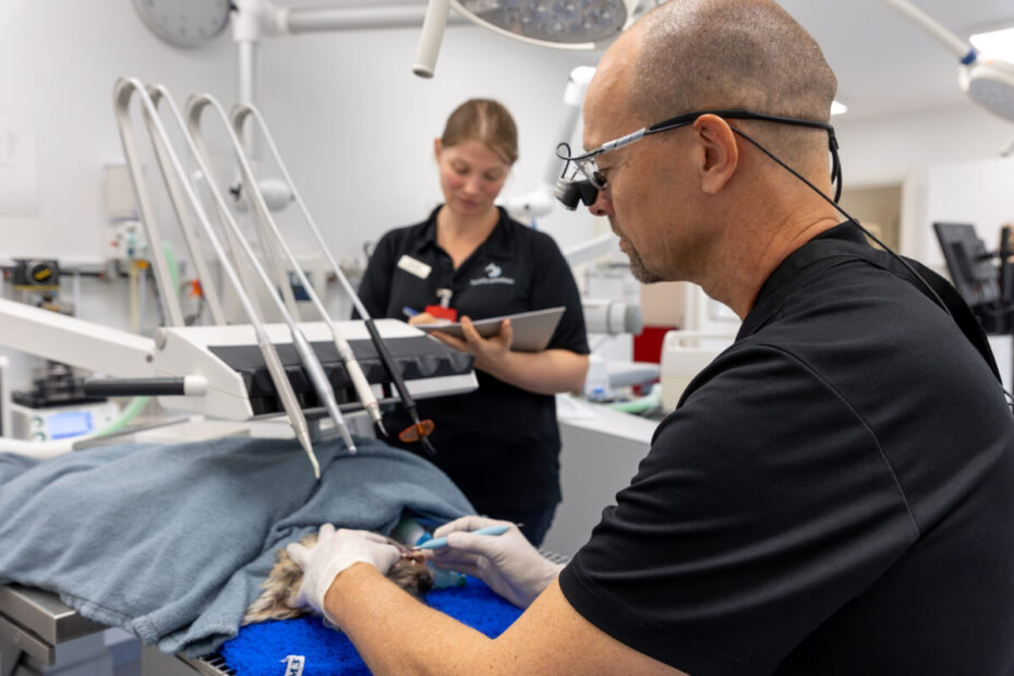 Specialoperationer vil fremover fortsat være en del af hverdagen på TandDyreklinikken. Foto: Jesper Kofoed.