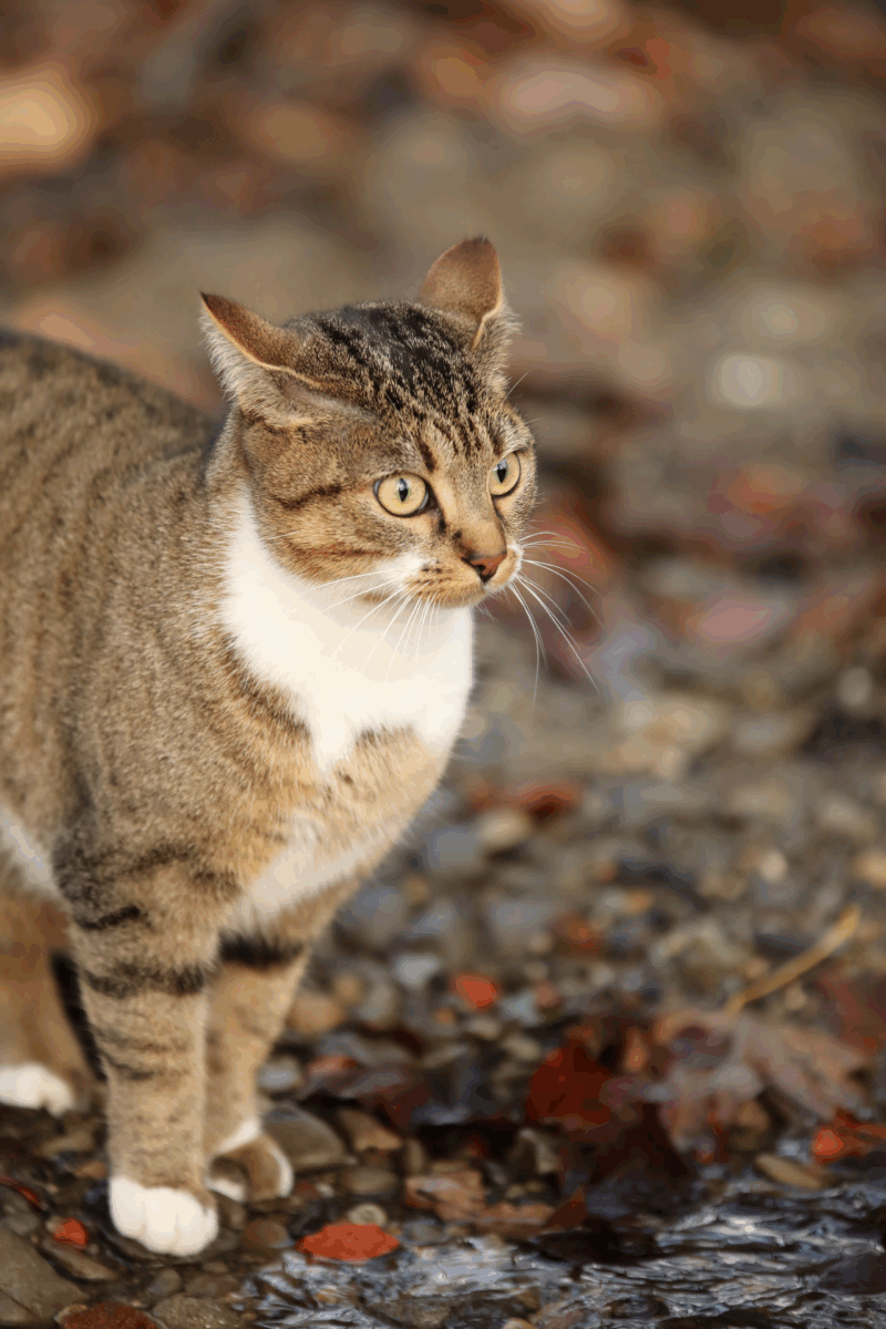 William McPhee Hutchison og Kresten Work påviste på Statens Serum Institut, at katten er hovedvært for Toxoplasma gondii.