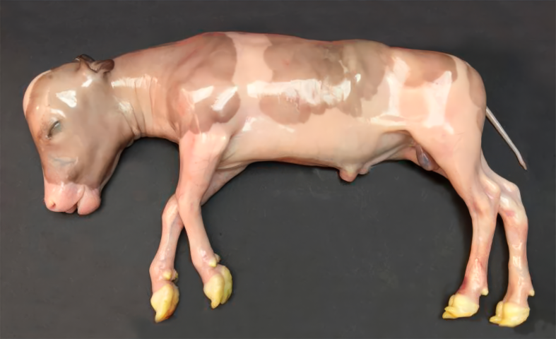 Dyrlægen